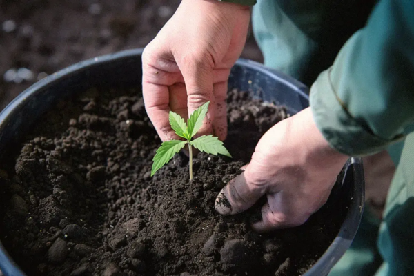 Best Time to Transplant Cannabis for Bigger Yields