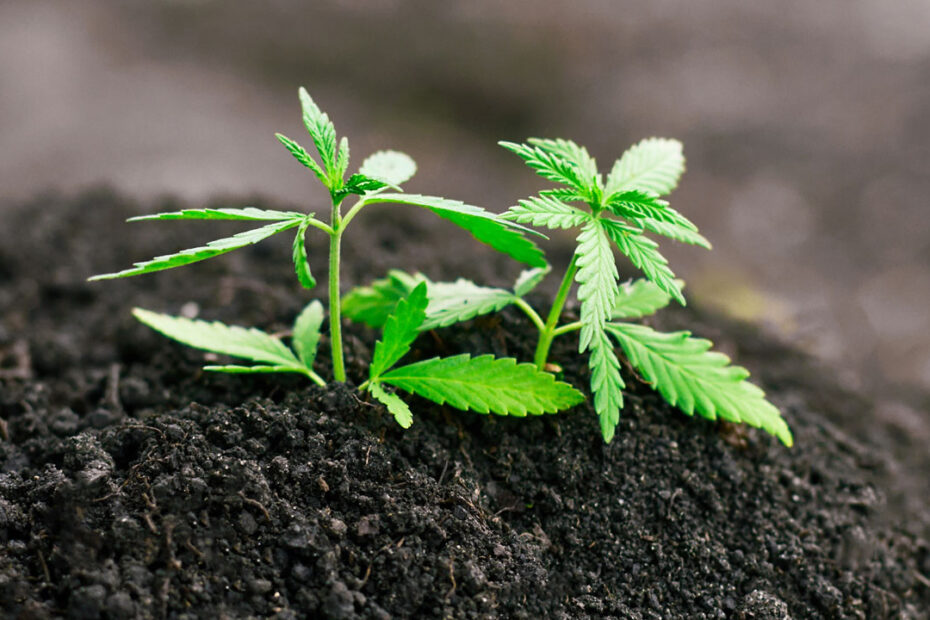 What Is the Best Cannabis for Pain