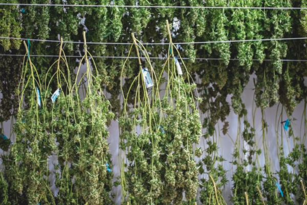 what is the best way to dry cannabis